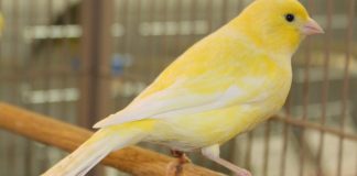 Canarul, vestitorul primaverii din casa ta