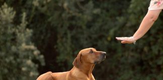 Dreseaza-ti singur cainele cu aceste trucuri