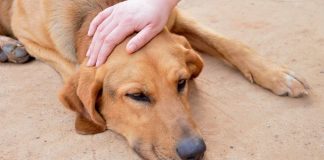 Cum stii daca animalul de companie s-a intoxicat cu otrava