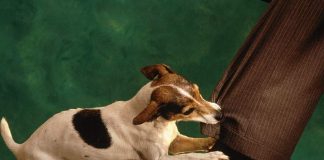 Cainele in vis: ce semnificatie are