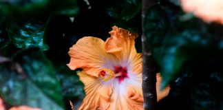 102 Mesaje De Condoleante