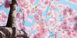 132 Citate Despre Flori Care iti Vor Transforma Viata