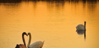 246 Citate Dragoste Citate impresionante