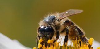 Stii ce inseamna sa visezi albine?