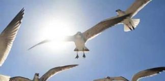 Animale aeriene: caracteristici, tipuri, exemple si multe altele