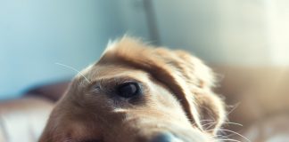 Care este cel mai bun antiparazitar intern pentru caini