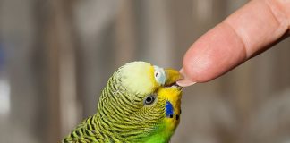 Cum sa stii daca un perus este fericit