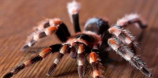 Ce inseamna daca visezi tarantule?