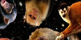 Tipuri de maimute: caracteristicile lor, habitat si multe altele