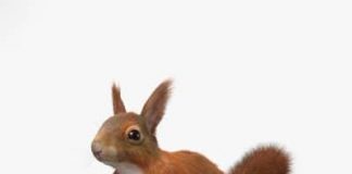 Veverita rosie: Caracteristici, hrana, unde traieste si multe altele