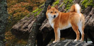 10 lucruri interesante despre indragita rasa de caini Shiba Inu