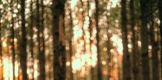 Veste de damă la modă și confortabile în sezonul de primăvară – le veți iubi!