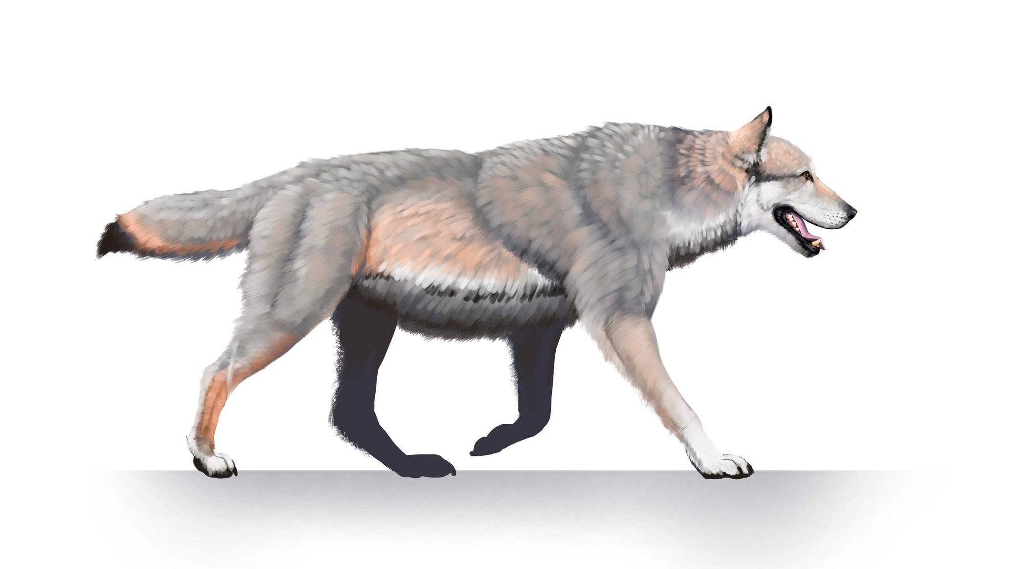 O ilustrare a lupului ingrozitor din Pleistocenul tarziu al Americii de Nord.