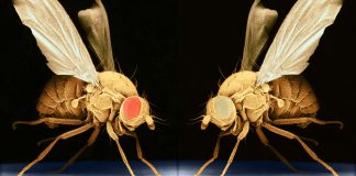 Aceste muste imbatranesc mai repede dupa ce au fost martore ale mortii