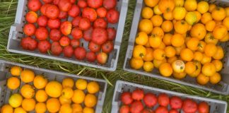 Agricultura uscata ar putea ajuta agricultura in vestul SUA pe fondul schimbarilor climatice