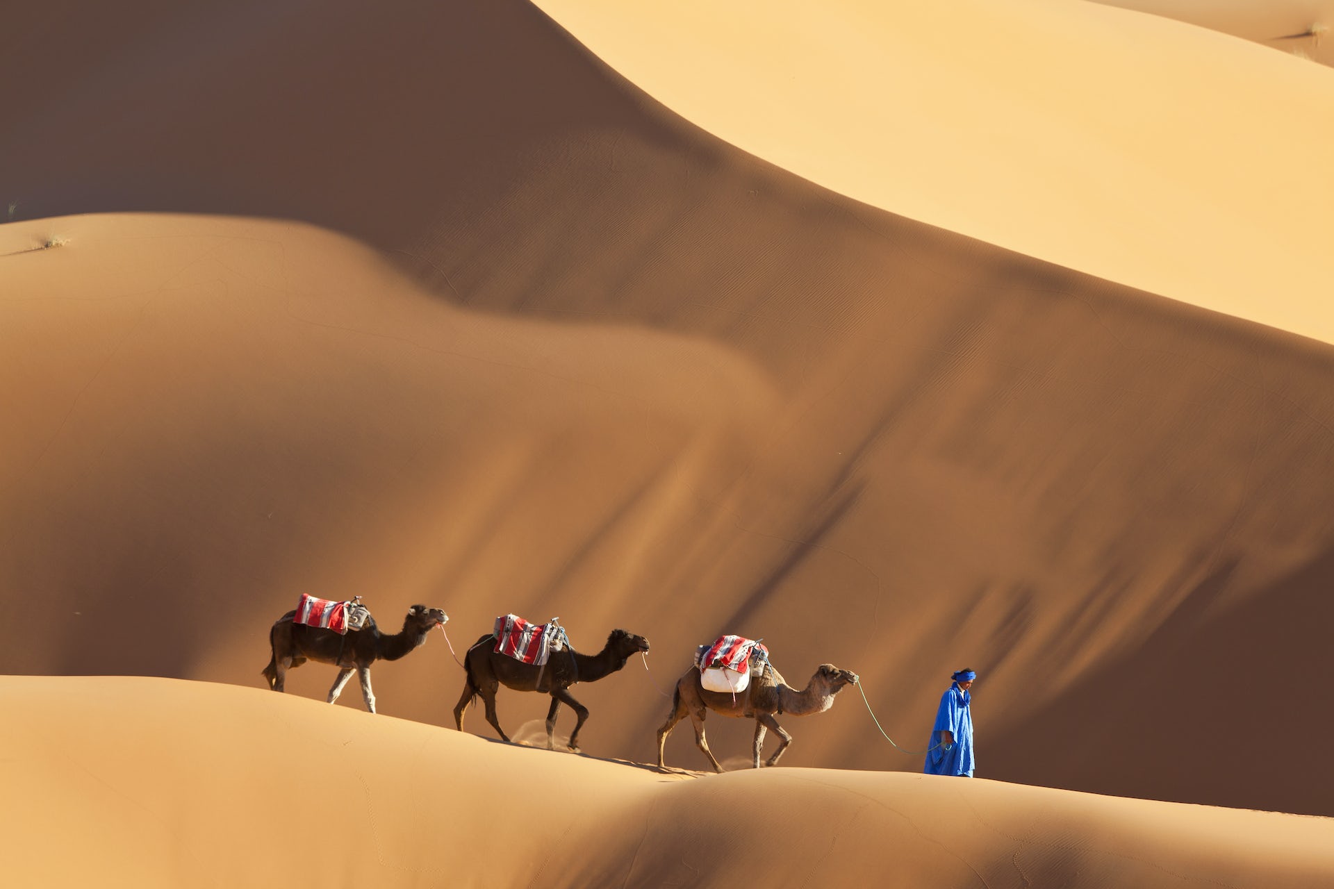o persoana imbracata conduce trei camile printr-un peisaj cu dune de nisip