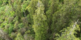 Cel mai adanc canion din lume gazduieste cel mai inalt copac din Asia – iar oamenii de stiinta chinezi tocmai l-au gasit