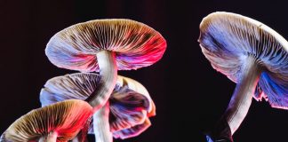 Ciupercile isi pot regla temperatura