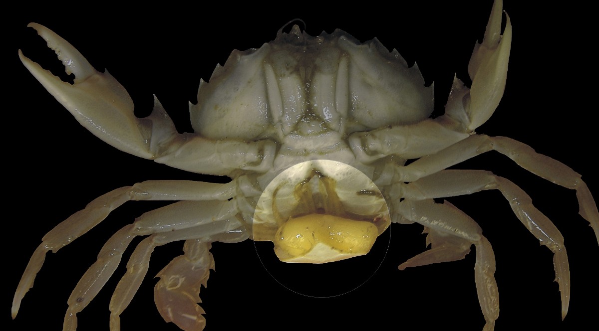Un crab inotator cu un lipa parazit atasat de partea inferioara a corpului