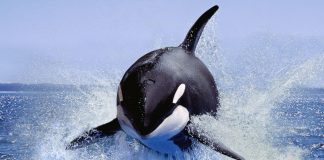 „O masa enorma de carne inarmata cu dinti”: cum si-au castigat orcile reputatia de „ucigase”