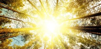 Oamenii de stiinta descopera accidental ca fotosinteza nu functioneaza exact asa cum credeam noi