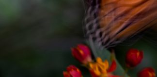 Plasa de fluturi, vanatoarea si magia atentiei