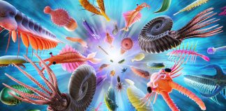 S-a intamplat cu adevarat explozia Cambriana?