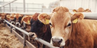 5 sfaturi pentru cresterea si ingrijirea vacilor