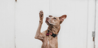 Cele mai frecvente întrebări despre cazinourile online din Olanda